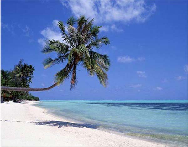 Sunny beach ,soft golden sand ,palms waterfall and tropical plants.