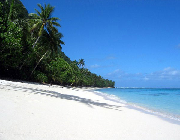 Beach - beautiful island and exotic palm.